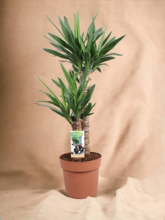 Yucca 80cm - Plante d'intérieur- La Green Touch - Image 2