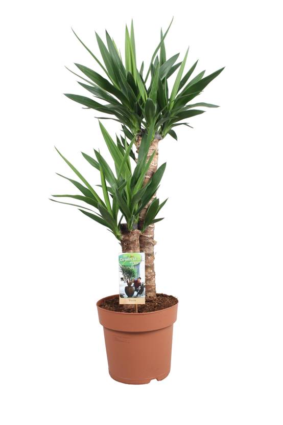 Yucca 80cm - Plante d'intérieur- La Green Touch - Image 1