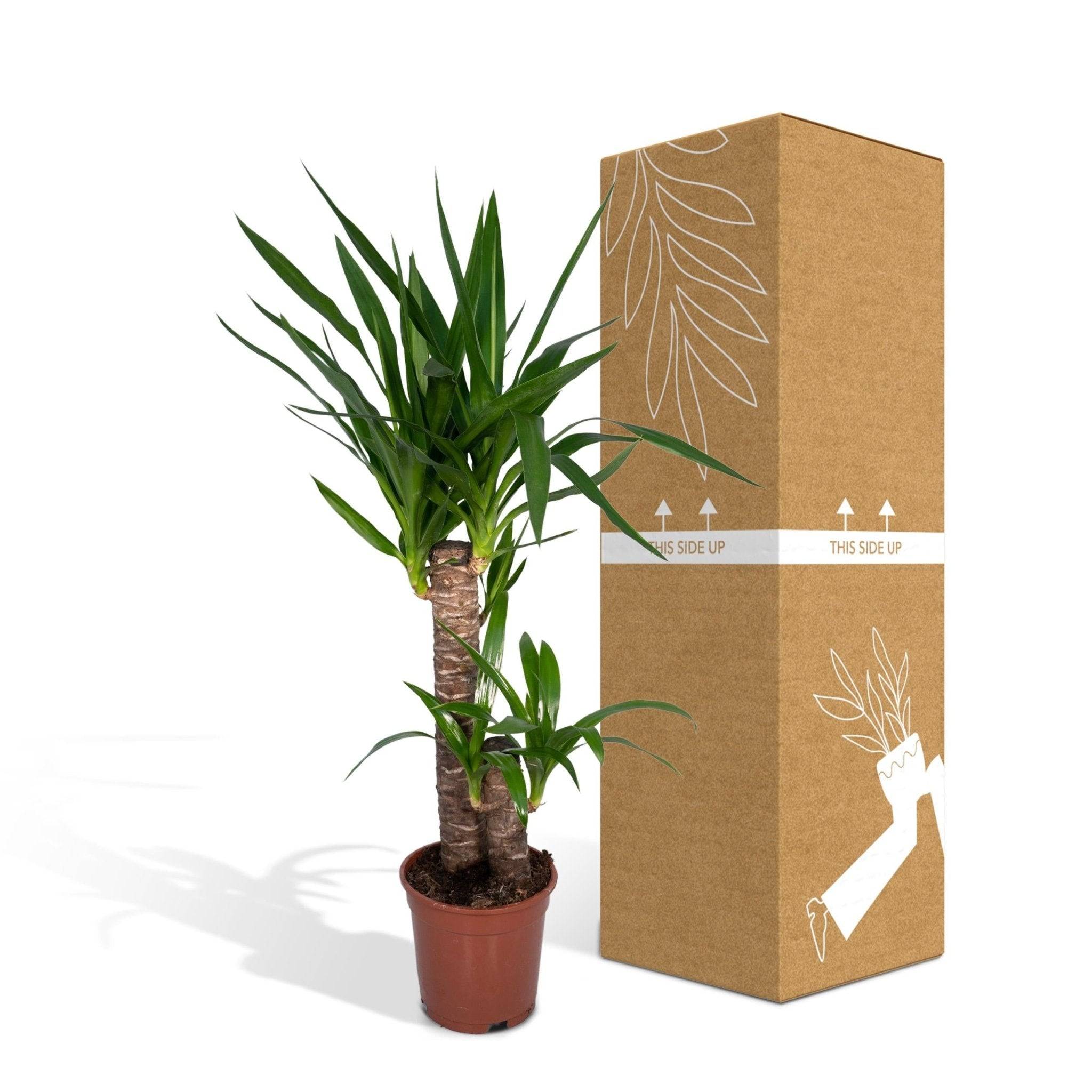 Yucca 80cm - Plante d'intérieur- La Green Touch - Image 7
