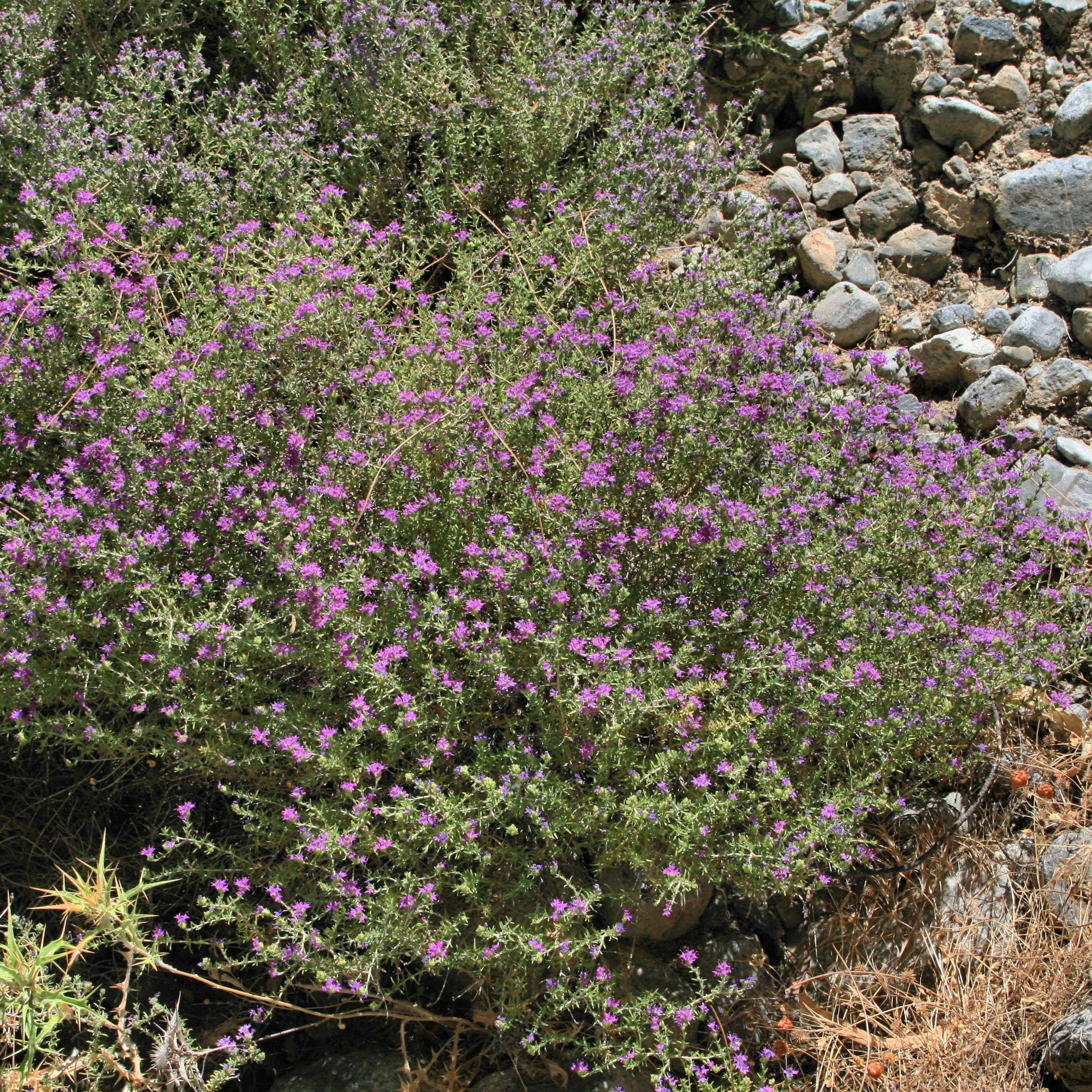Thymus capitatus - Thym à têtes. Godet de 8/9 cm