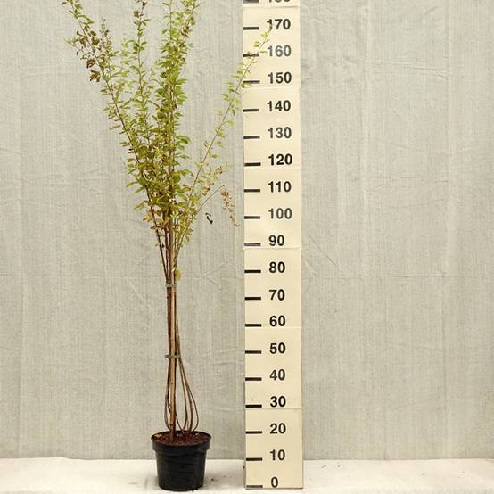 Lespedeza thunbergii Edo-Shibori Pot de 3L/4L - Image 1