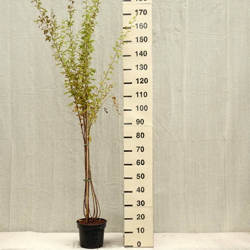 Lespedeza thunbergii Edo-Shibori Pot de 3L/4L