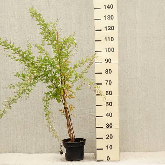 Lespedeza thunbergii Edo-Shibori Pot de 3L/4L - Image 2