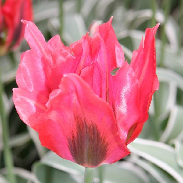 Promesse de Fleurs - Tulipe viridiflora Esperanto Bulbe calibre 12+ (par 6)