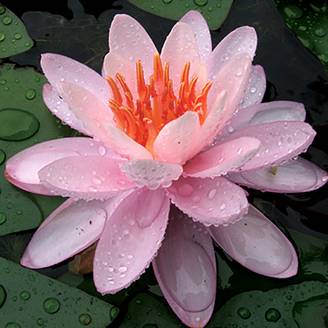 Nymphaea Eugenia de Lande - Nénuphar rustique rose tendre Pot de 1,5L/2L