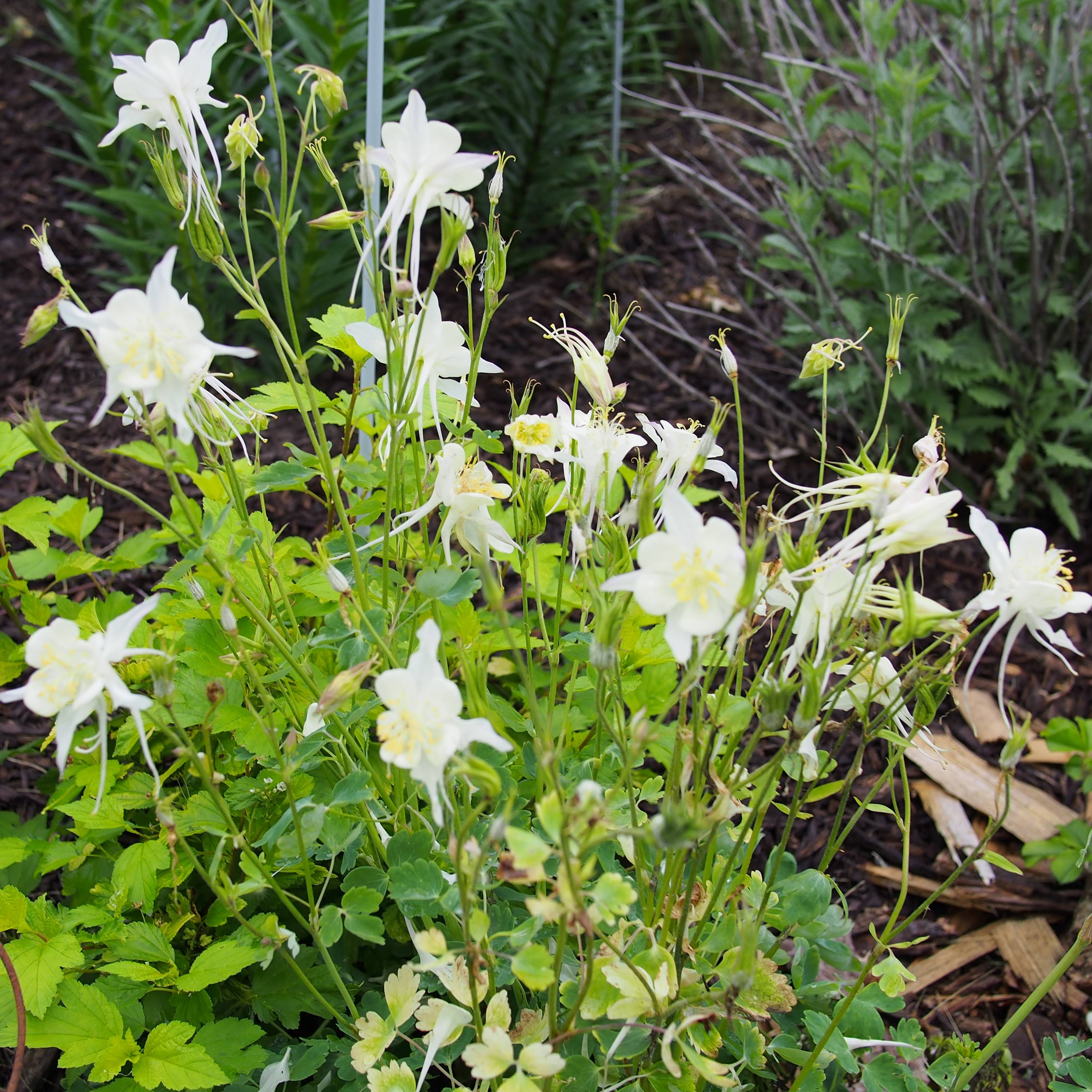 Ancolie Kristall - Aquilegia caerulea Godet de 8/9 cm
