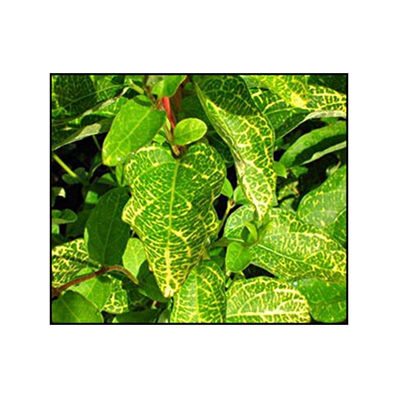 Chèvrefeuille - Lonicera japonica Aureoreticulata Pot de 2L/3L