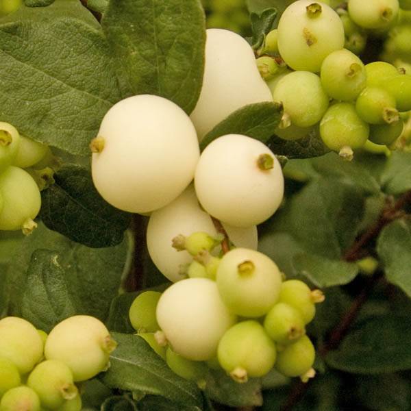 Symphorine - Symphoricarpos doorenbosii White Hedge Godet de 8/9 cm