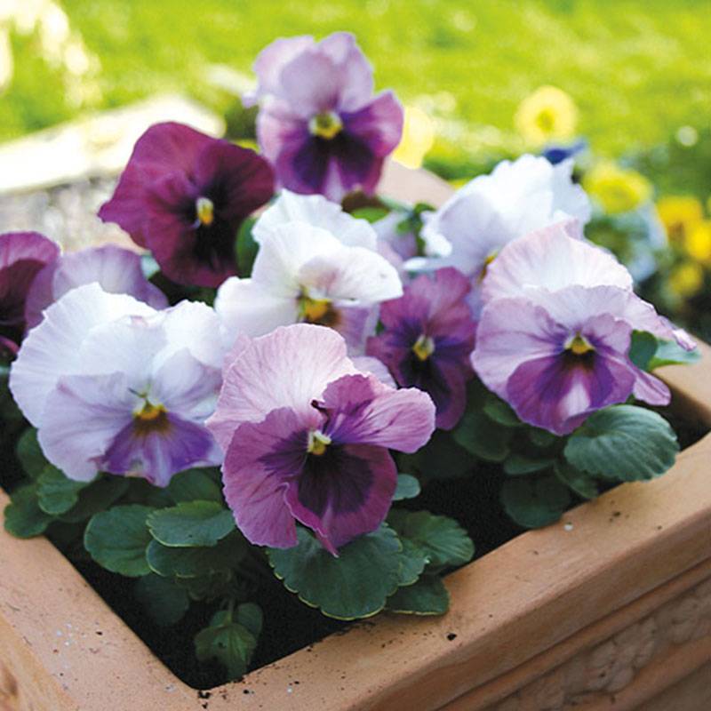 Promesse de Fleurs - Pensée EVO PINK SHADE Mini-motte Ø 1,5/2,5 cm, Plant vert de 3 à 5 cm de haut environ (par 5)