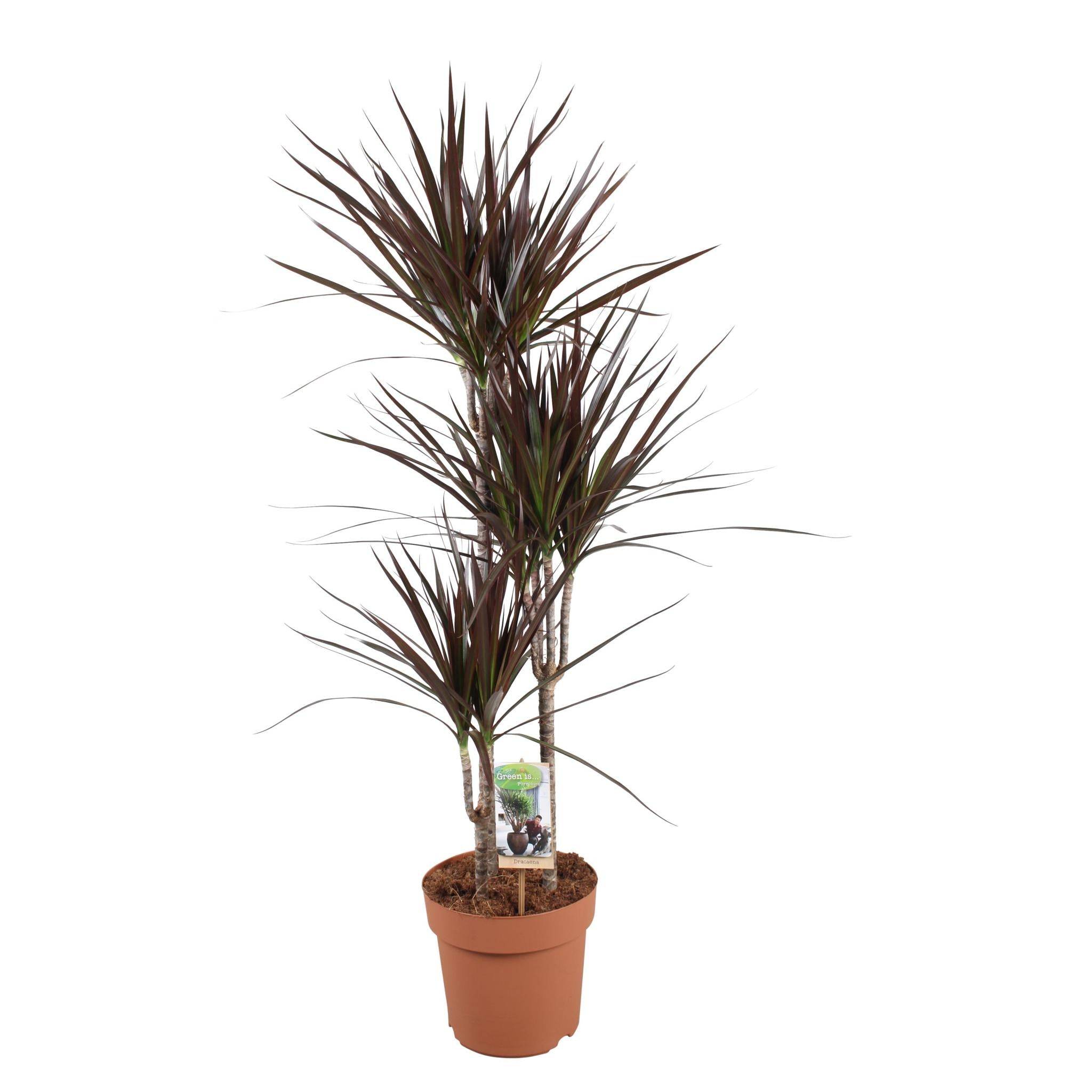 Dracaena Magenta - D21 H120cm