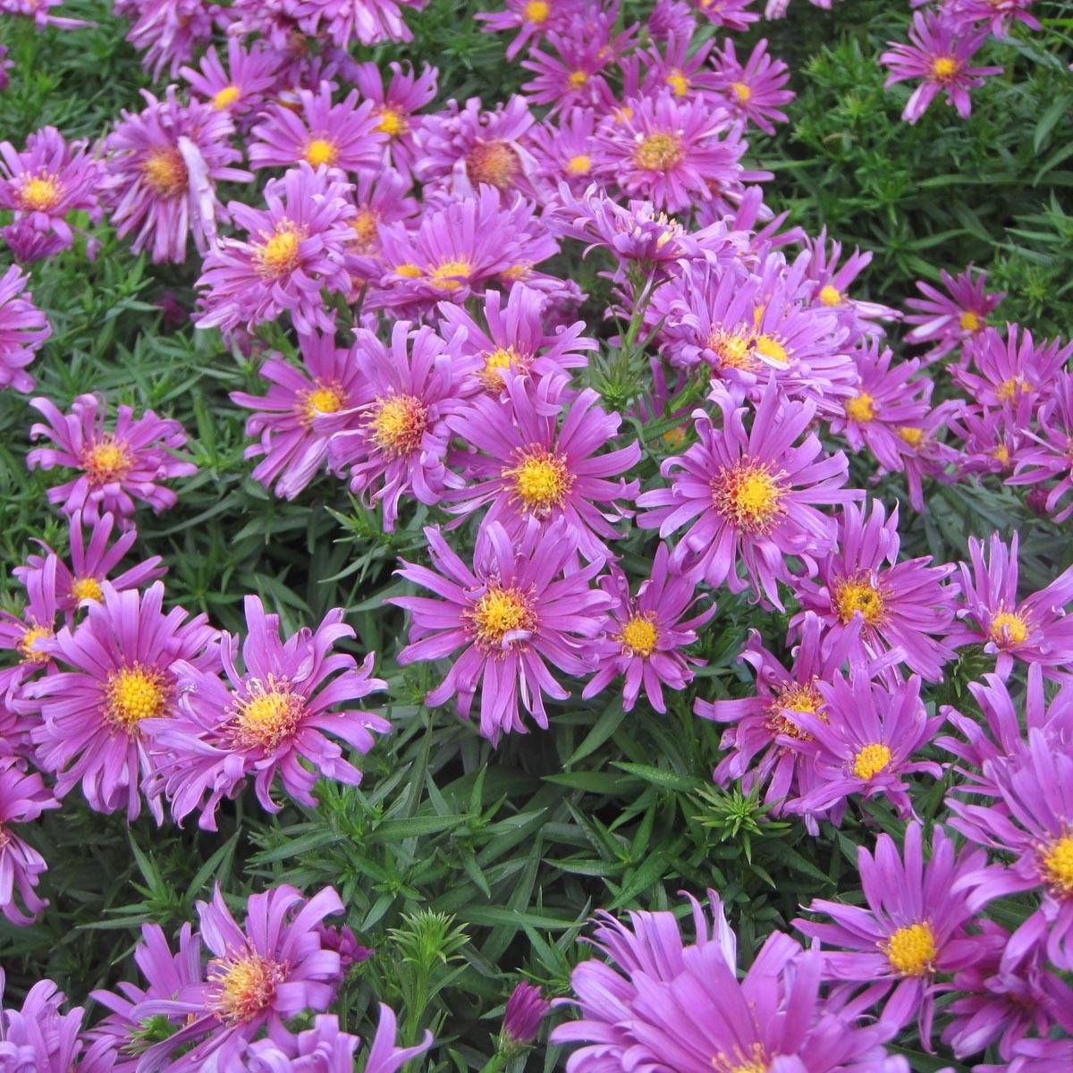 Aster dumosus Tonga - Aster nain Pot de 2L/3L