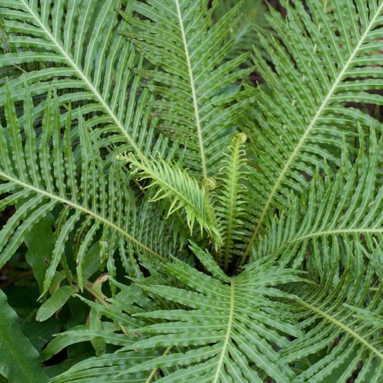Gardenersdream - Blechnum "Silver Lady" Élégant | Meilleure Plante D'Intérieur | Fougère Naine En Pot De 25 À 35 Cm - GardenersDream - Image 3
