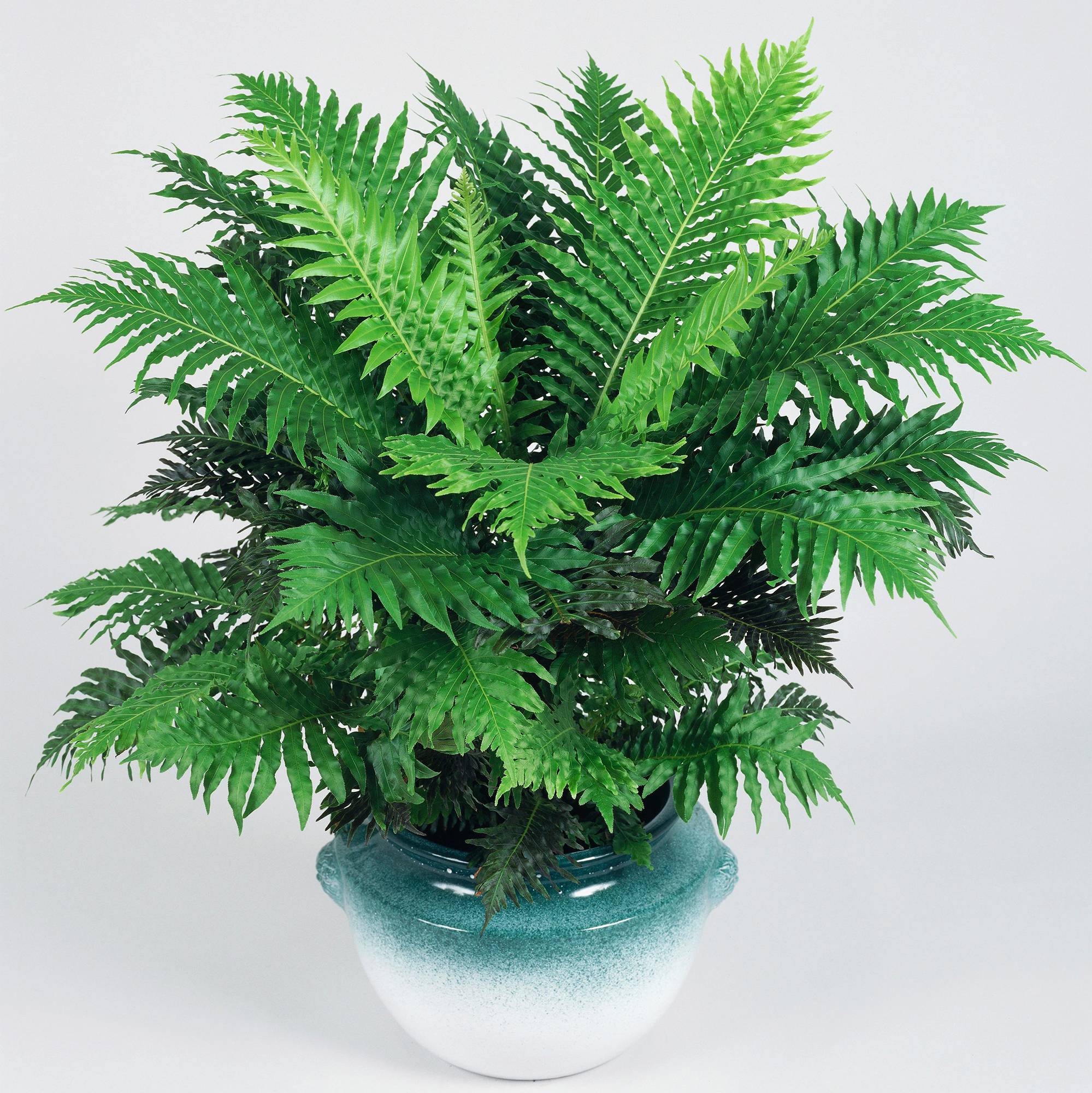 Gardenersdream - Blechnum "Silver Lady" Élégant | Meilleure Plante D'Intérieur | Fougère Naine En Pot De 25 À 35 Cm - GardenersDream