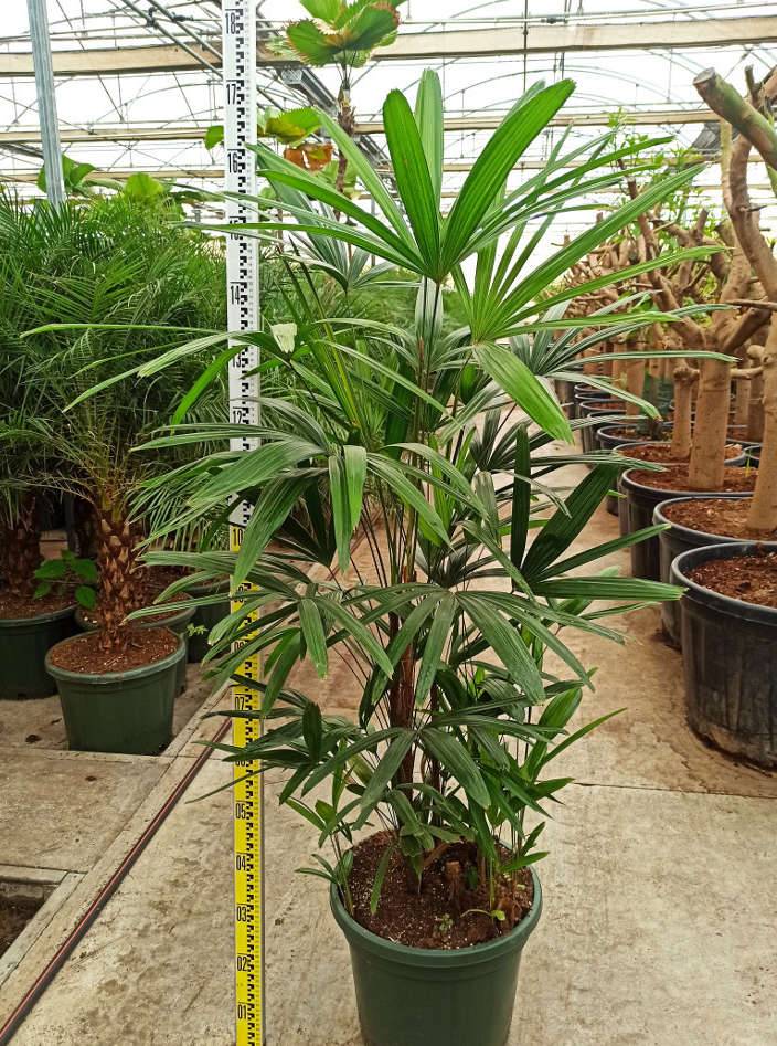 Sans Marque - Rhapis excelsa (Palmier bambou) Taille:Pot de 7 litres ? 100/120 cm - Image 2