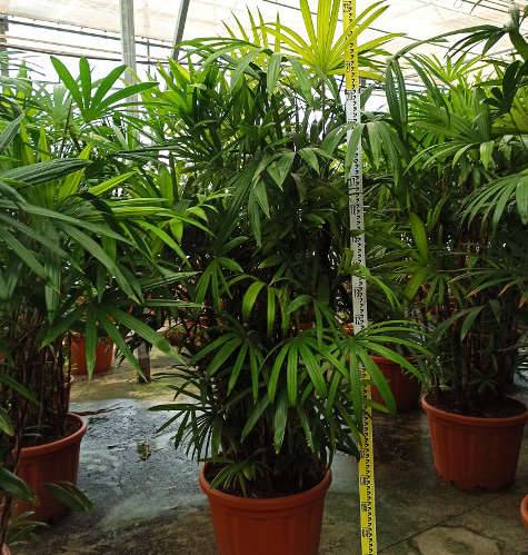 Sans Marque - Rhapis excelsa (Palmier bambou) Taille:Pot de 7 litres ? 100/120 cm - Image 1