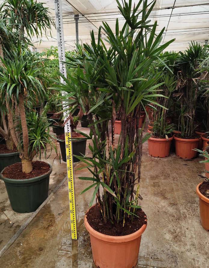 Sans Marque - Rhapis excelsa (Palmier bambou) Taille:Pot de 7 litres ? 100/120 cm - Image 3