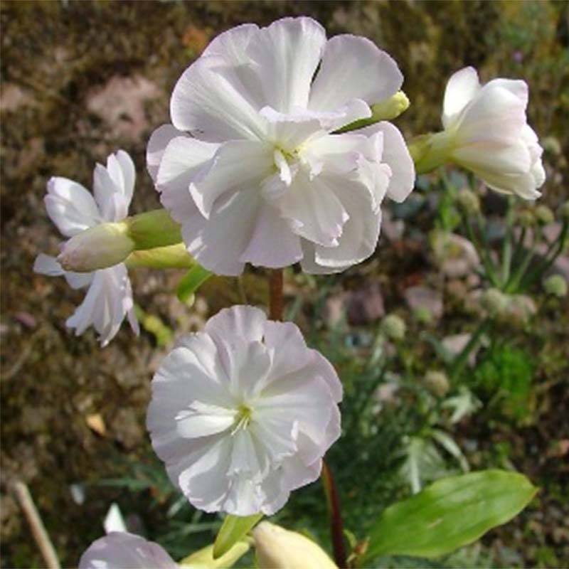Saponaria officinalis Alba Plena - Saponaire officinale Godet de 8/9 cm