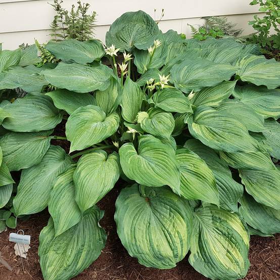 Promesse de Fleurs - Hosta Guardian Angel Pot de 1,5L/2L