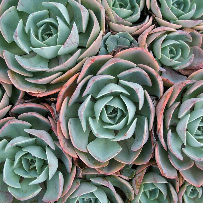 Promesse de Fleurs - Echeveria elegans Rose Mini-plante