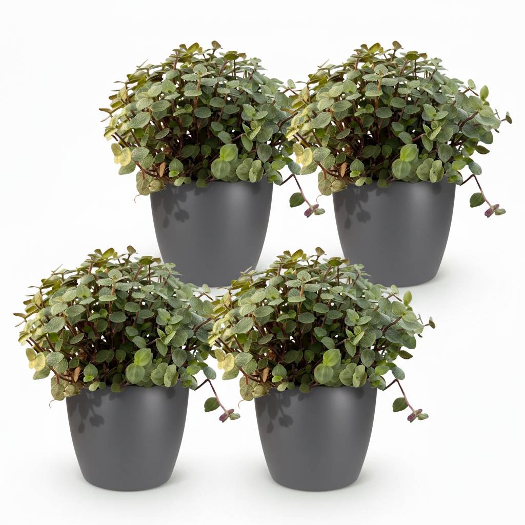 Calissia Repens - H20cm - Image 2