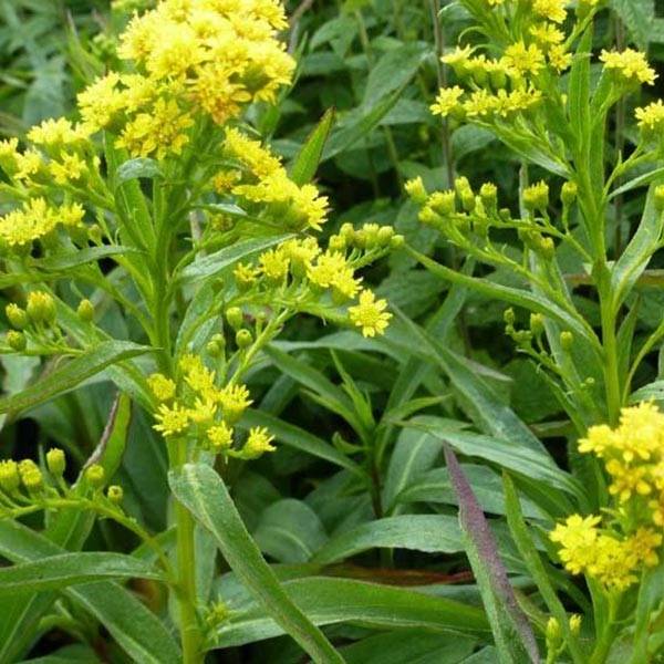 Solidago sempervirens Goldene Wellen - Verge d'or Goldene Wellen Godet de 8/9 cm