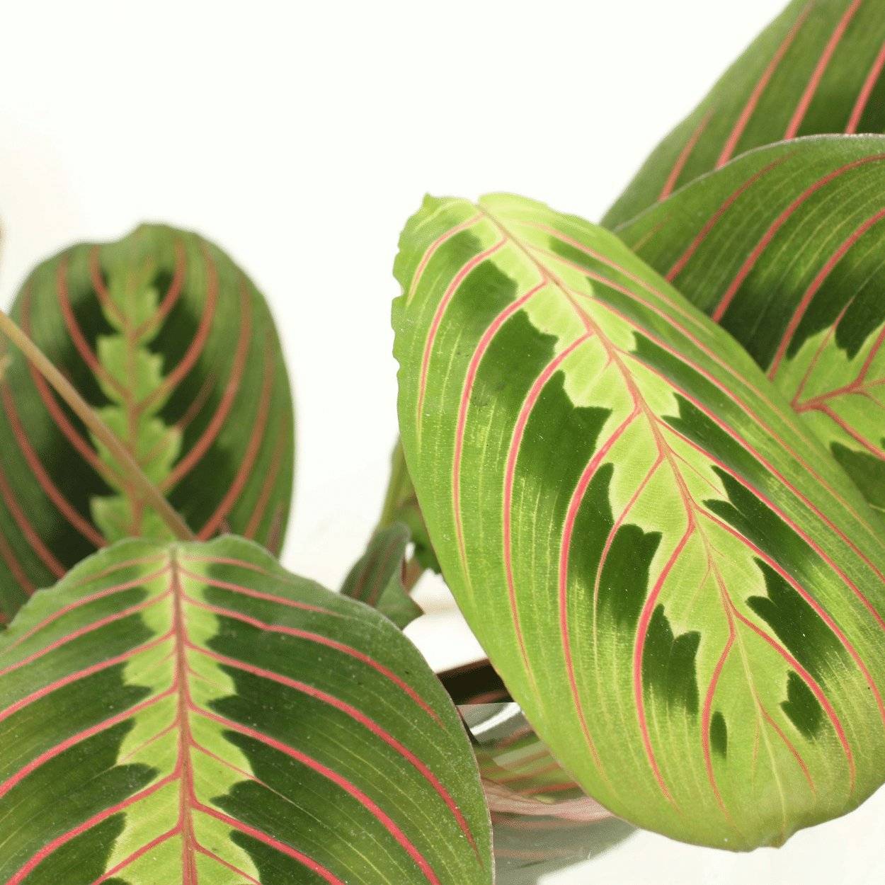 Maranta Fascinator (Marante) - D12 H20cm - Image 3