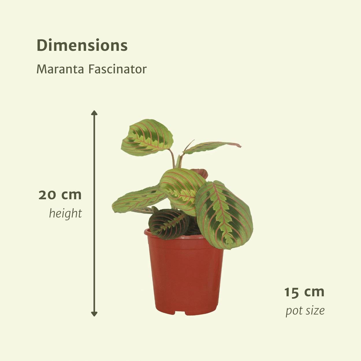 Maranta Fascinator (Marante) - D12 H20cm - Image 4