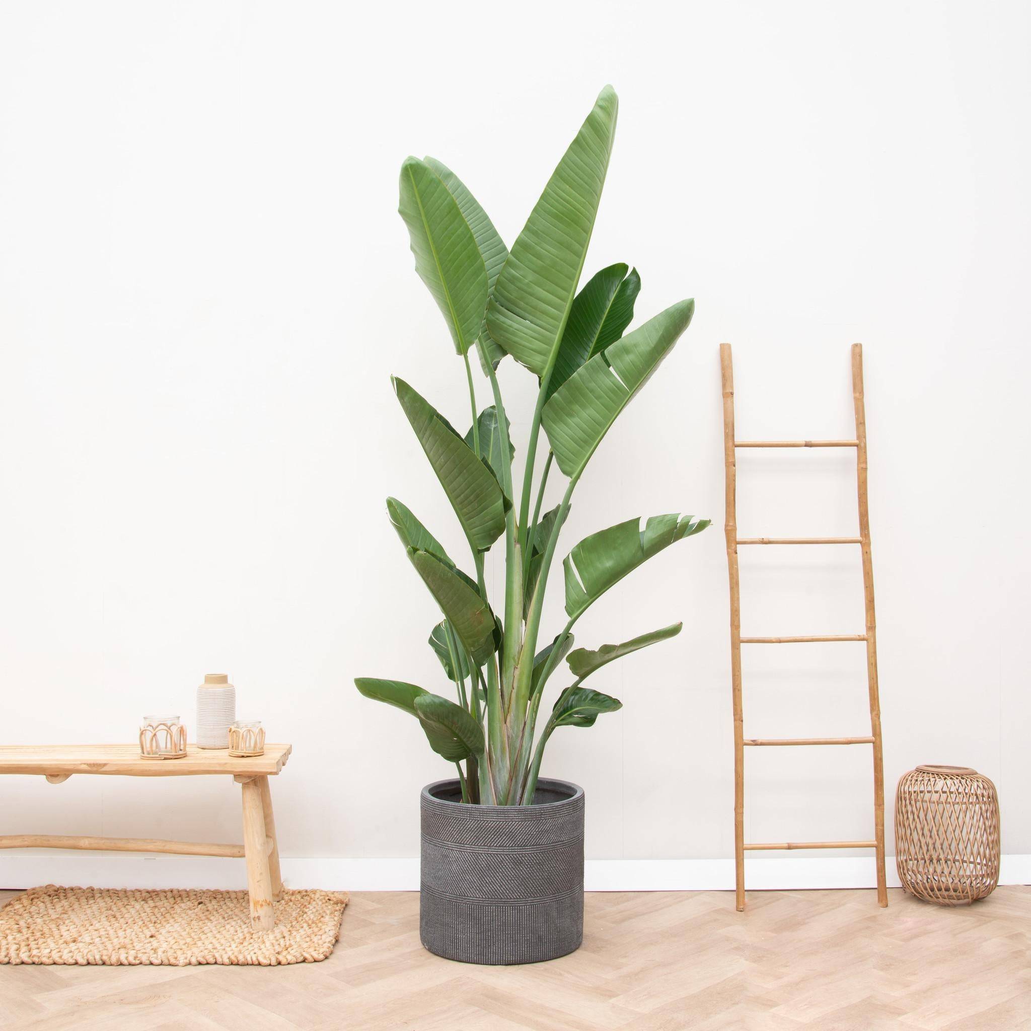 Strelitzia Augusta Multi Stam Xxl - D32 H225cm - Image 2