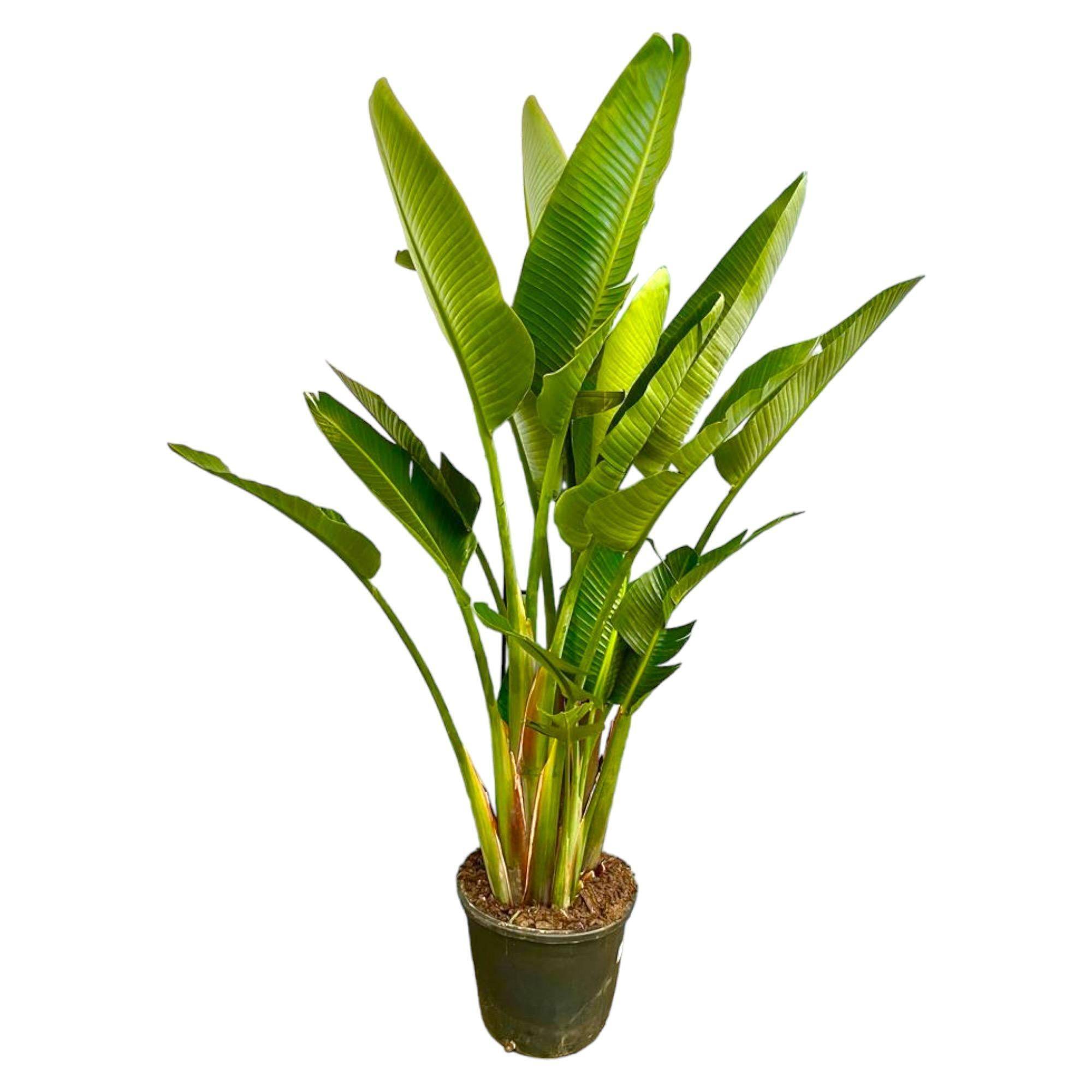 Strelitzia Augusta Multi Stam Xxl - D32 H225cm - Image 1