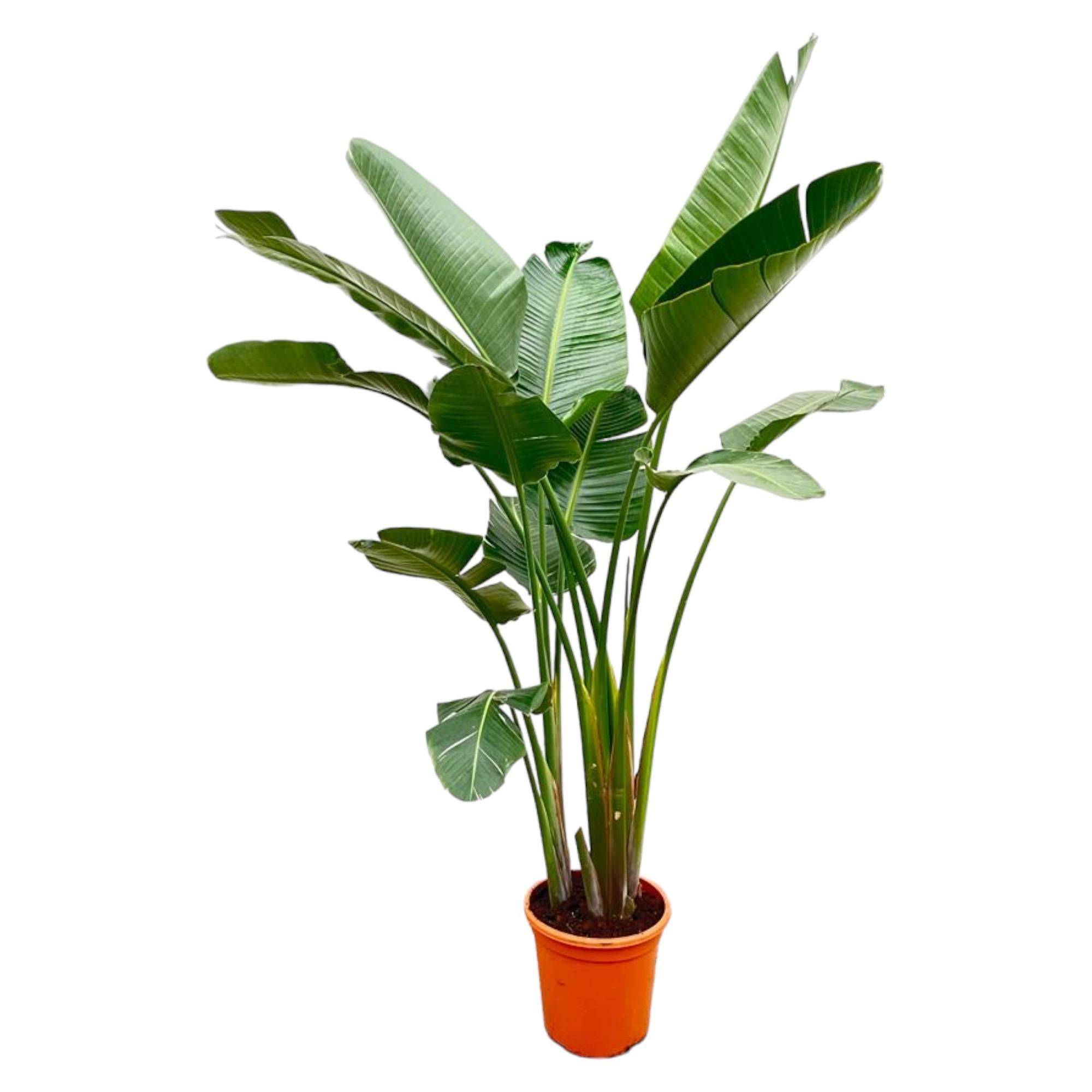 Strelitzia Augusta de Luxe Xxl - D38 H250cm - Image 1
