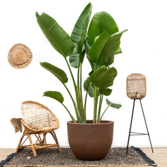 Strelitzia Augusta de Luxe Xxl - D38 H250cm - Image 2