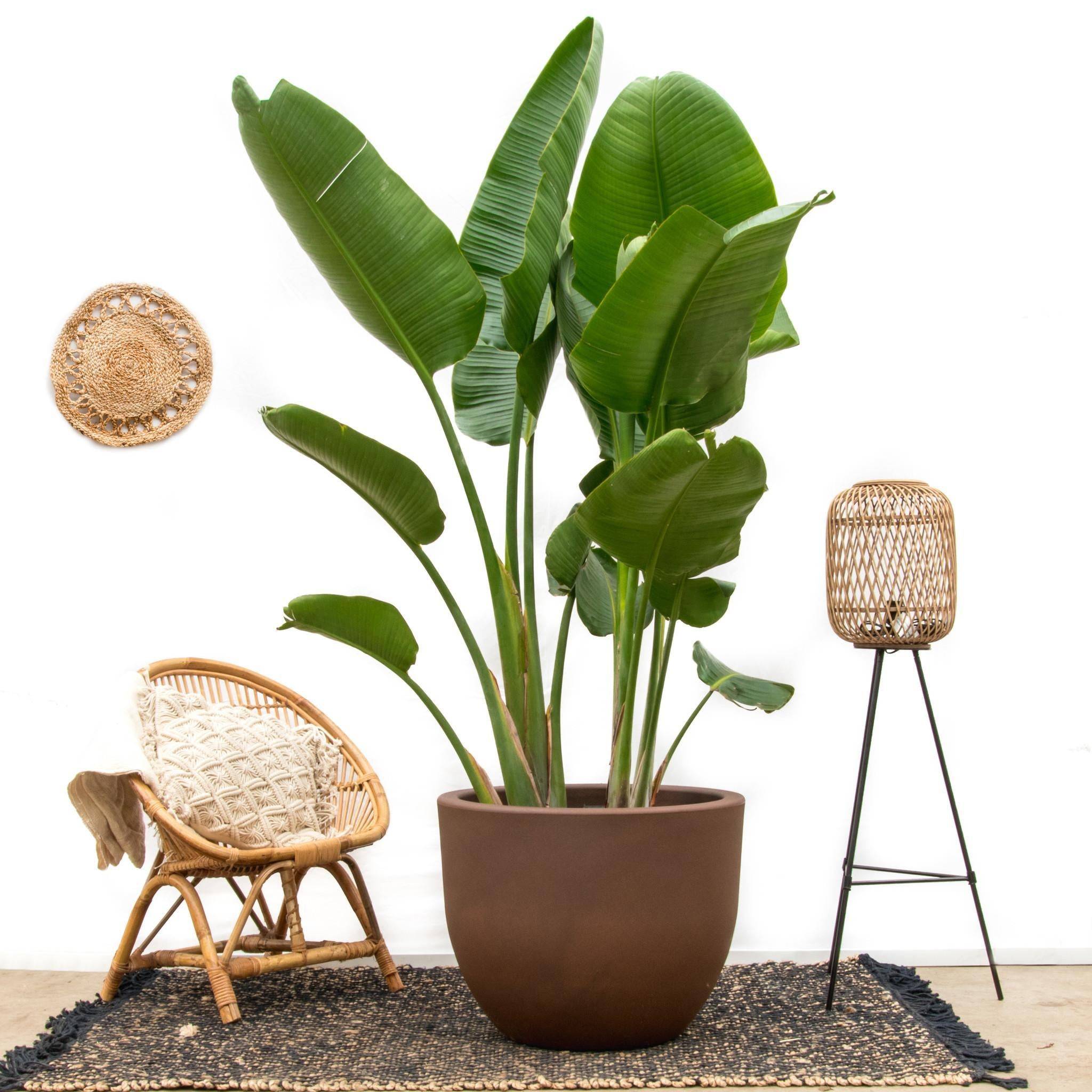 Strelitzia Augusta de Luxe Xxl - D38 H250cm - Image 2