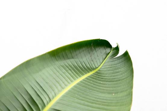 Strelitzia Augusta de Luxe Xxl - D38 H250cm - Image 3