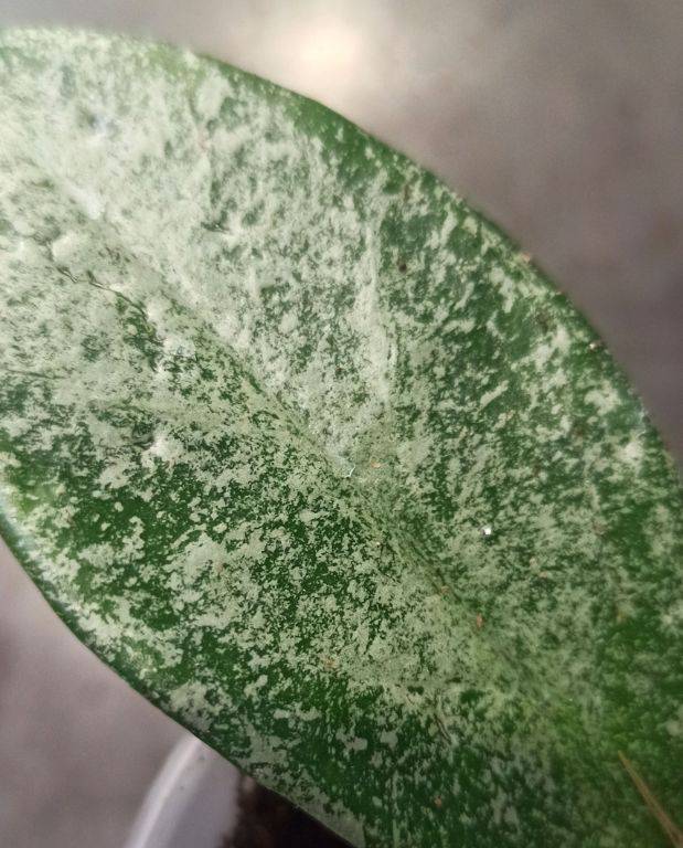 Hoya Grey Ghost D. 9cm H. 20cm - Plante d'intérieur - IndoorPoppies - Image 2