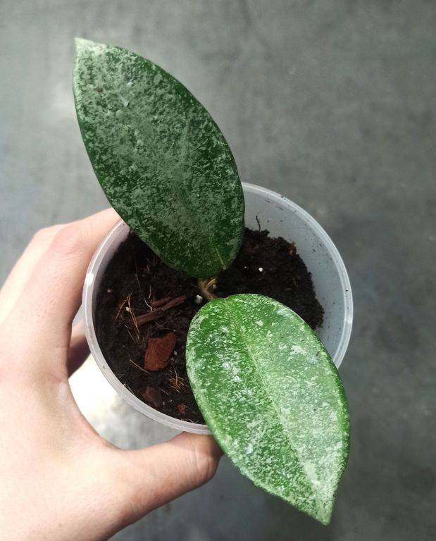 Hoya Grey Ghost D. 9cm H. 20cm - Plante d'intérieur - IndoorPoppies - Image 3