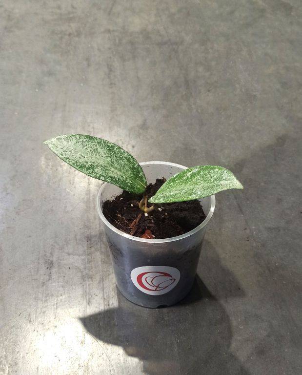 Hoya Grey Ghost D. 9cm H. 20cm - Plante d'intérieur - IndoorPoppies - Image 1
