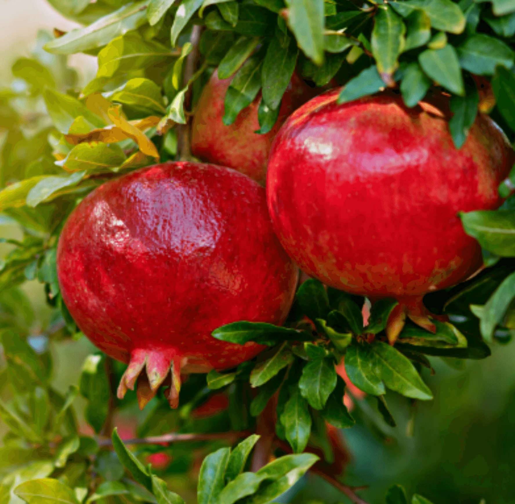 0 - Punica granatum var.fina tendral (Grenadier rustique et productif, gros fruit) Pot de 10 litres - 140/160 cm - Image 3