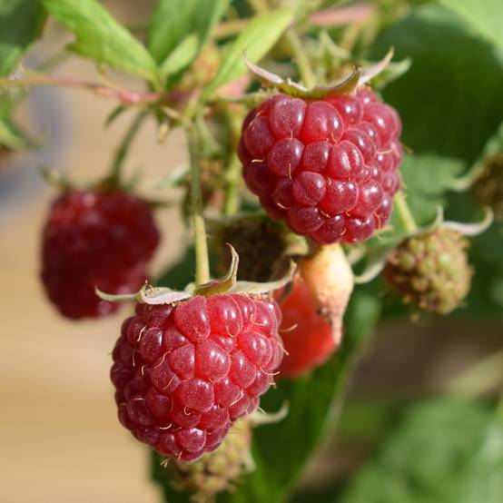 Framboisier nain remontant Autumn Belle - Rubus idaeus Pot de 2L/3L