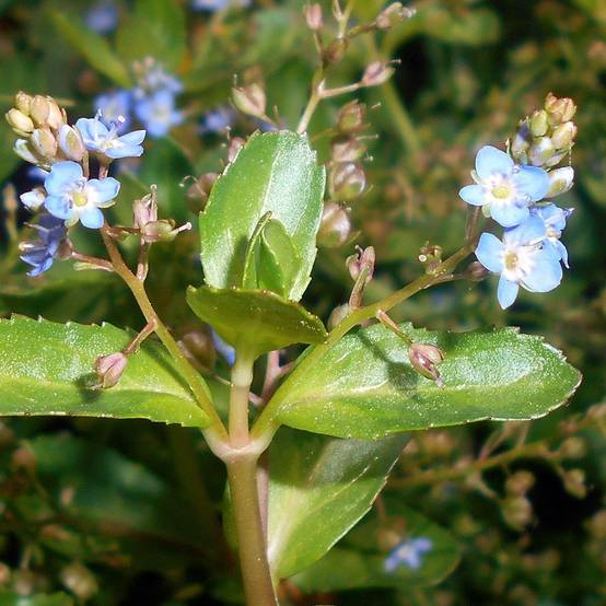 Veronica beccabunga - véronique des ruisseaux Godet de 8/9 cm