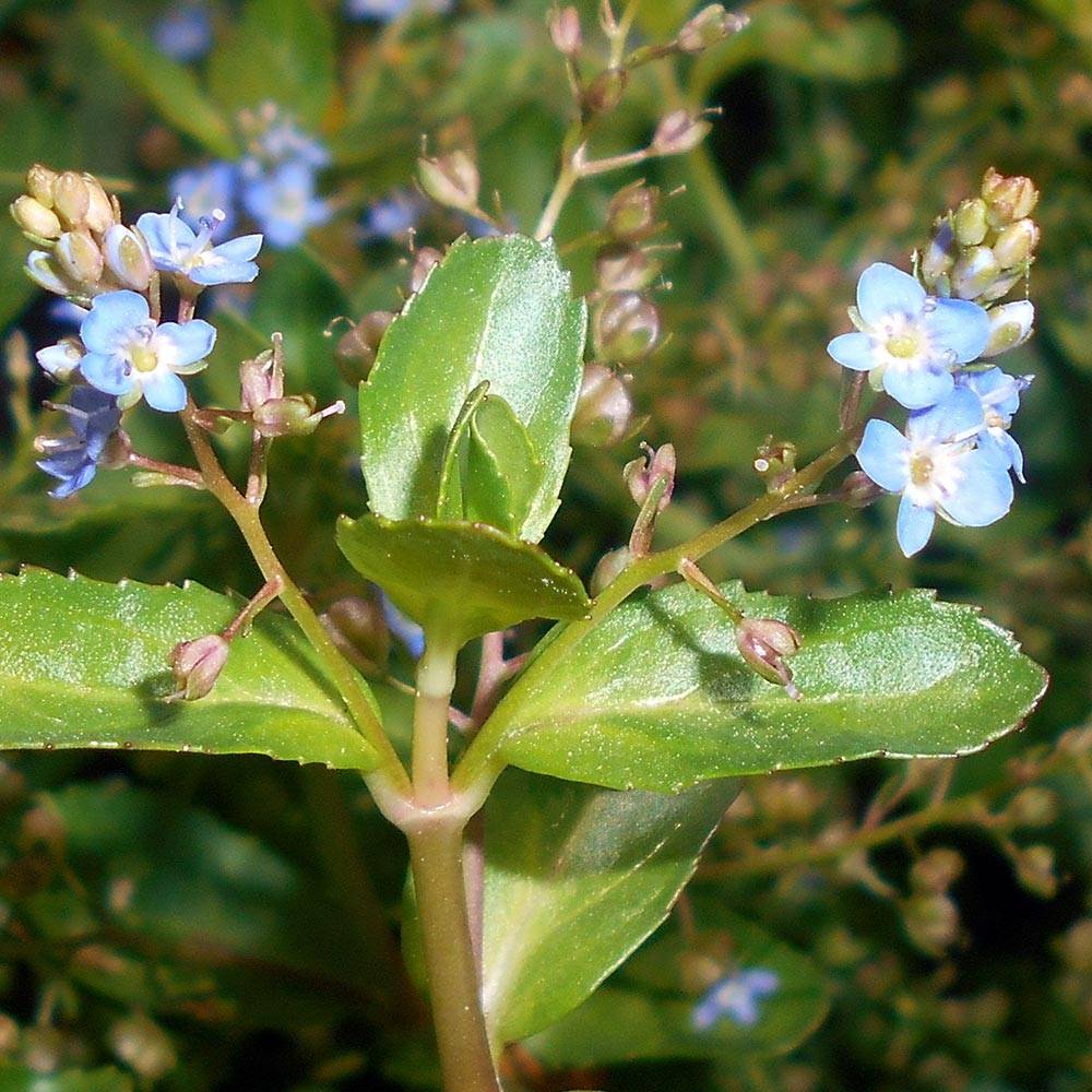 Veronica beccabunga - véronique des ruisseaux Godet de 8/9 cm