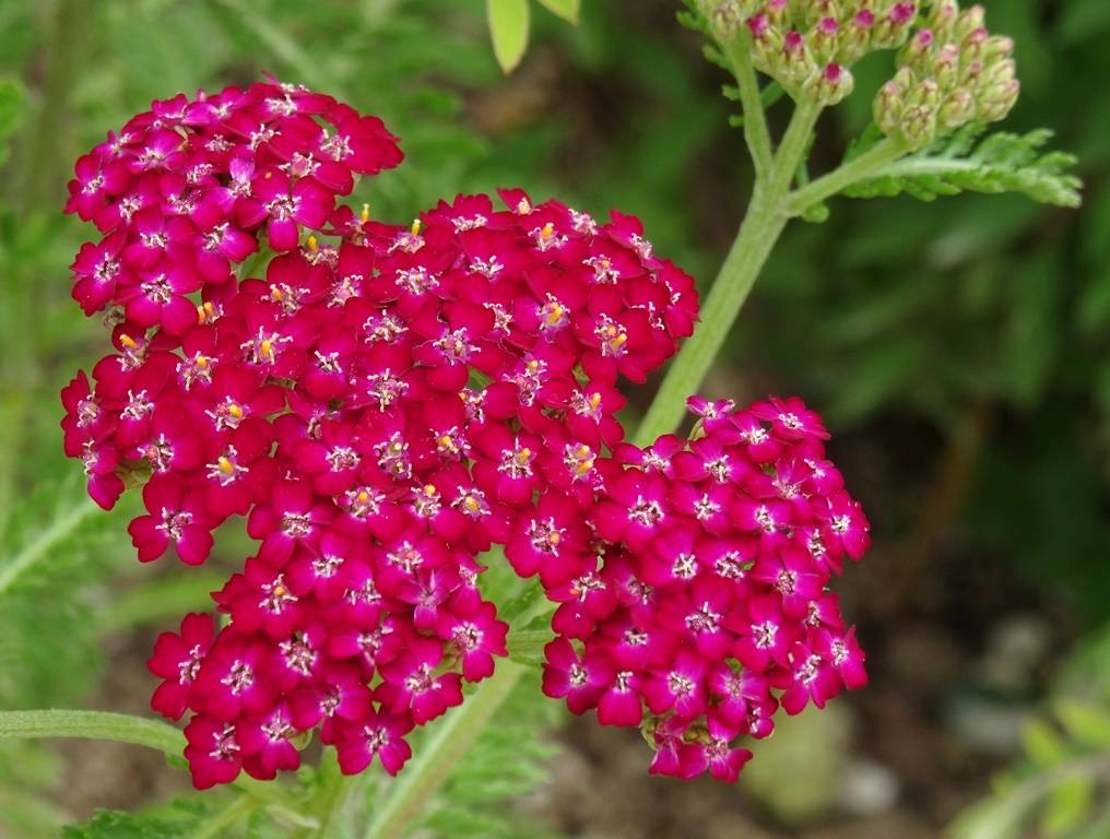 Promesse de Fleurs - Achillée millefolium Cerise Queen Godet de 8/9 cm