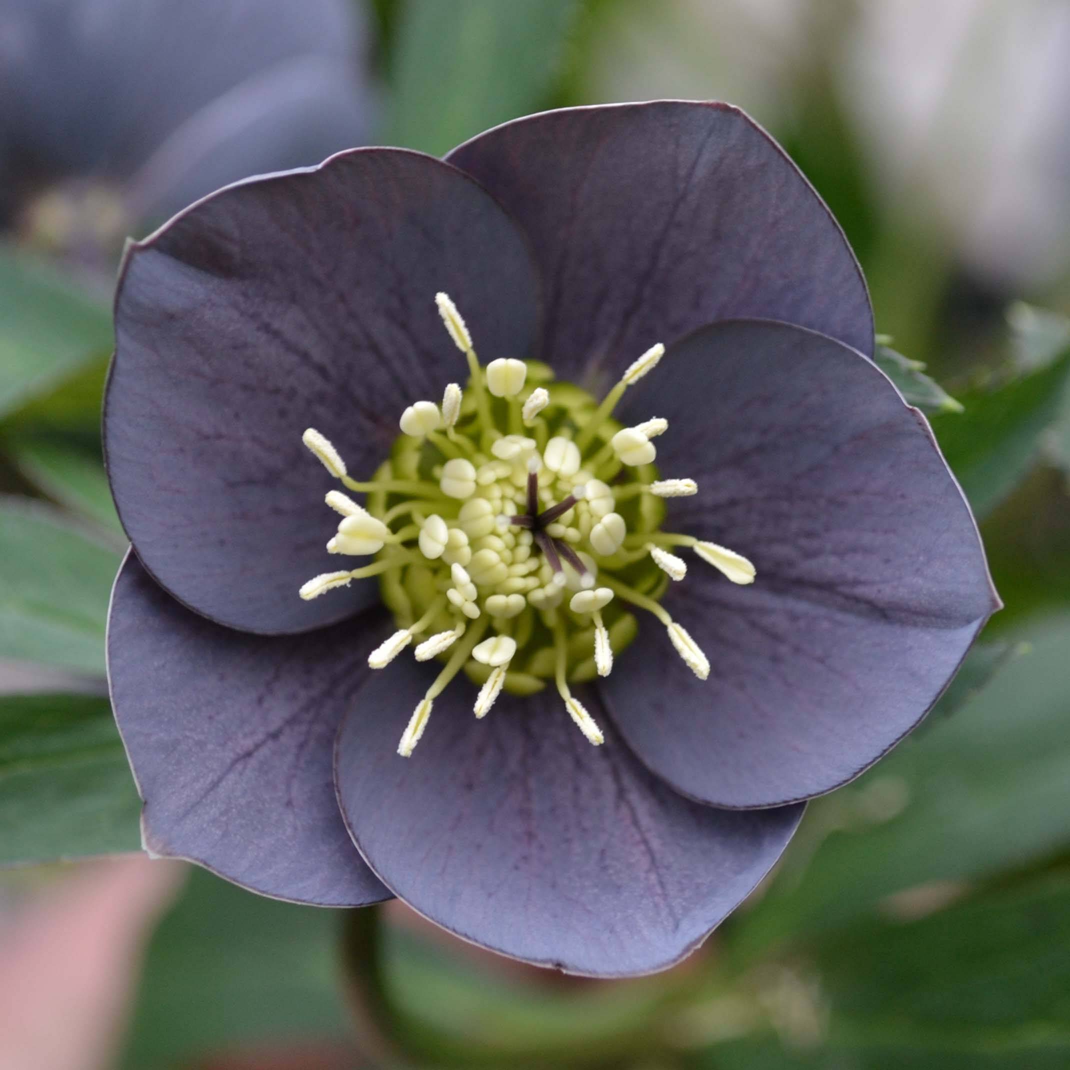 Promesse de Fleurs - Hellébore orientale Slaty Blue Godet de 8/9 cm