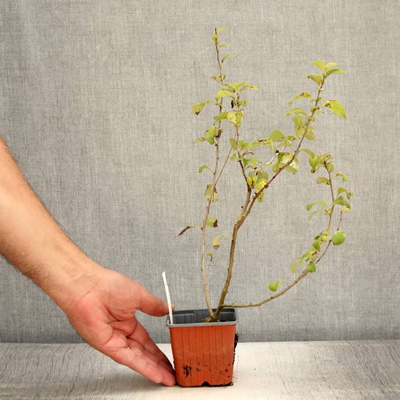 Promesse de Fleurs - Cognassier du Japon - Chaenomeles x superba Salmon Horizon Godet de 8/9 cm - Image 2