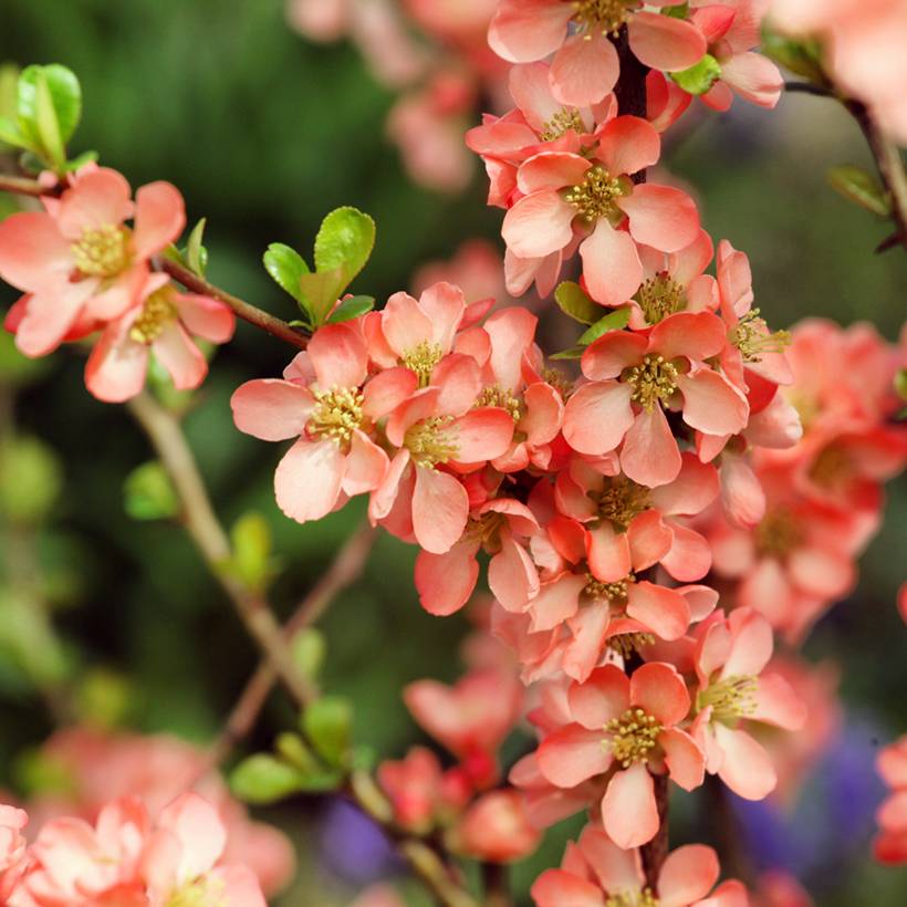 Promesse de Fleurs - Cognassier du Japon - Chaenomeles x superba Salmon Horizon Godet de 8/9 cm - Image 1