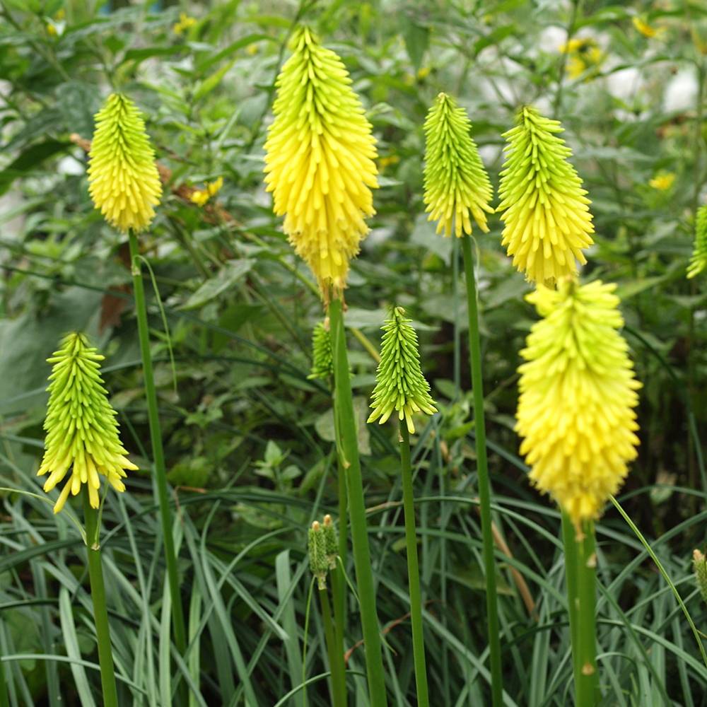 Promesse de Fleurs - Kniphofia Bees Lemon - Tritoma Godet de 8/9 cm