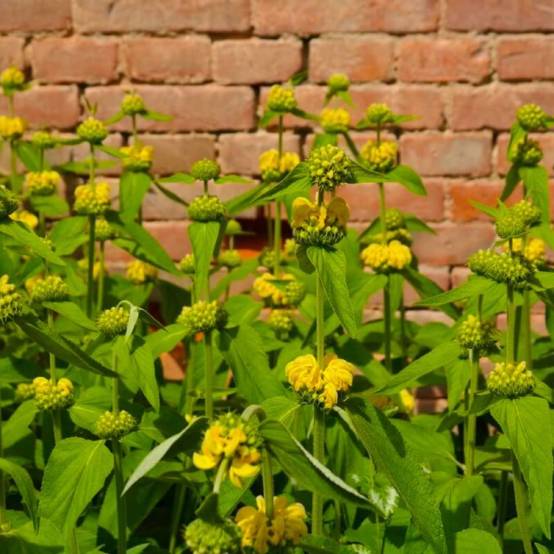 Sauge de Jérusalem (Phlomis Fruticosa) - Godet - Taille 13/25cm - Pépinières Naudet - Image 1