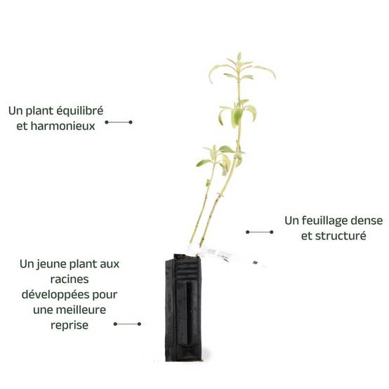 Sauge de Jérusalem (Phlomis Fruticosa) - Godet - Taille 13/25cm - Pépinières Naudet - Image 3