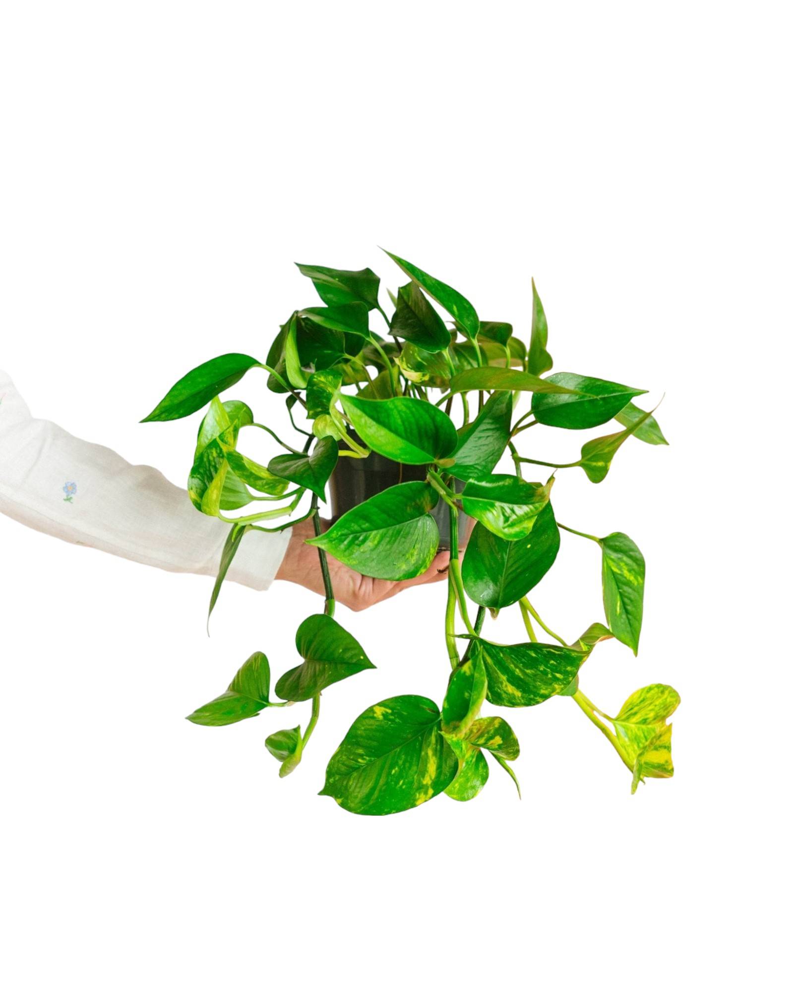 La Green Touch - Scindapsus Epipremnum 30cm - Plante d'intérieur- La Green Touch - Image 1