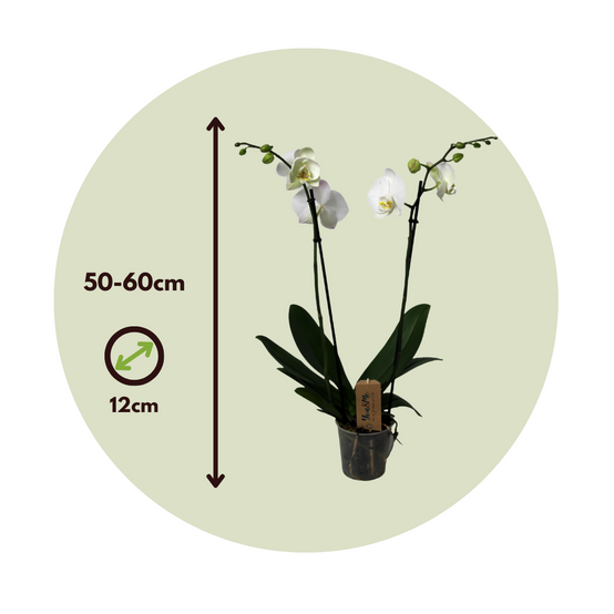 Orchidée Papillon Phalaenopsis Avec Cache-Pot - Hauteur 13 Cm - Plante D'Intérieur Botanicly