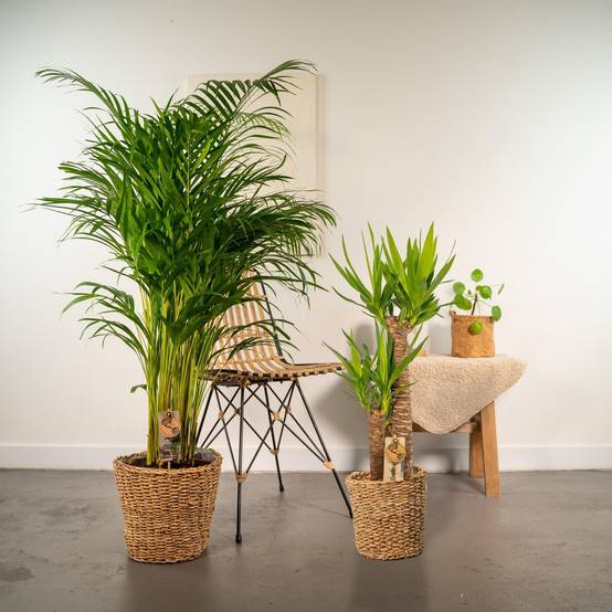 Areca, Yucca, duo de plantes h130cm 130cm - Plante d'intérieur- La Green Touch - Image 5